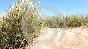 Grass growing in sand dunes on beach, blowing in the breeze,