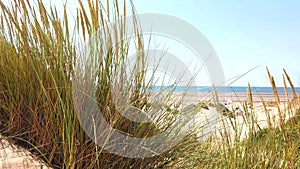 Grass growing in sand dunes on beach, blowing in the breeze, hand held