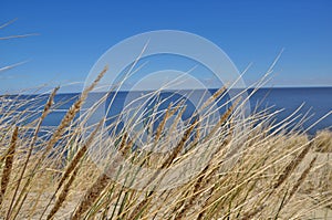 Grass growing on sandy dune. Wisp of grass. Bent meadow. Sea, ocean, lake in the background. Nida photo