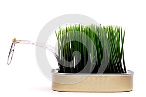 Grass growing from a sardine can