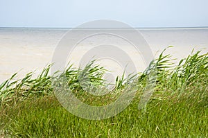 Grass growing on sea shore. Sea grass sky background. Grass on sea horizon. Grassy shore nature