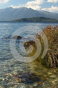 Grass growing on shore of Lake Manapouri