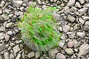 Grass growing between stones