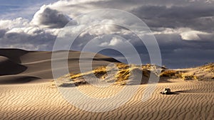 Grass growing in wind swept sand dunes in a dessert environment