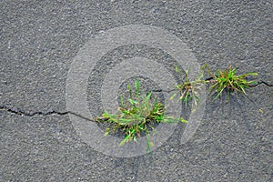Grass grows in asphalt crack