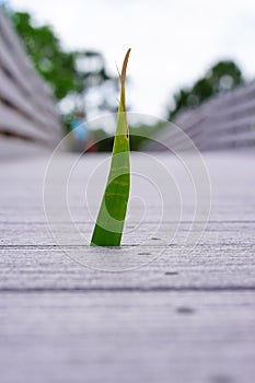 Grass grows from a boardwalk in swamp