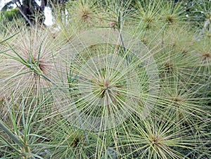 Grass that grows in coastal areas, looks like a hedgehog but is not sharp.