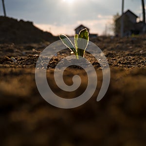 The grass grows from the ground in the spring. Warm spring days encouraged plant growth