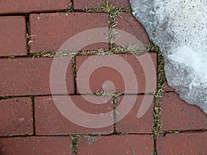 Grass grows through pavement of the sidewalk