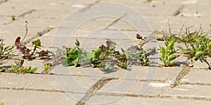 Grass grows between paving slabs outdoors.selective focus