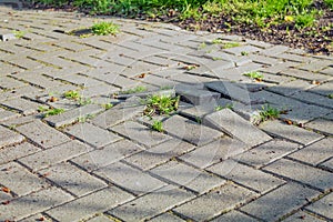 Grass grows through the paving stones