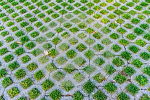 Grass And Pervious Pavement photo