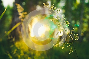 A grass grows in the summer in a birch forest