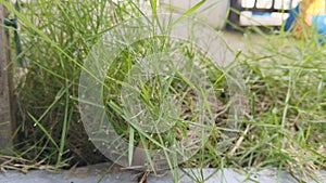 This grass grows thickly in front of the yard