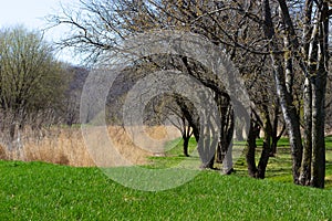 Grass Grows Before Trees Bloom in Midwest America