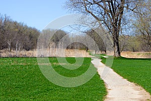 Grass Grows Before Trees Bloom in Midwest America from a Front Angle