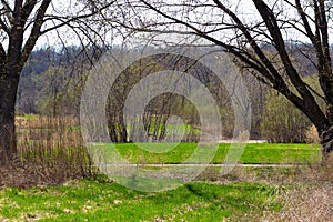 Grass Grows Before Trees Bloom in Midwest America from a New Angle