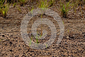 The grass growth on dried wasteland