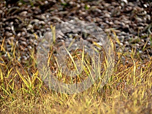 The grass growth on dried wasteland along the road
