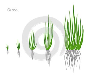 Grass growth stages. Grasses for lawn. Ripening period. Vector infographic clipart. Hand drawn sketch.