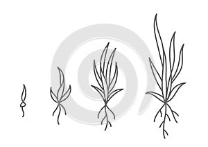 Grass growth stages. Ripening period progression. Plant seedling phases. Hand drawn vector line. Editable outline stroke