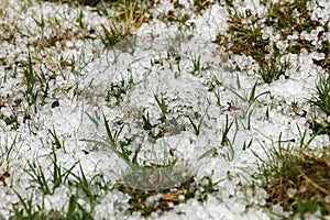 Grass after hailstorm