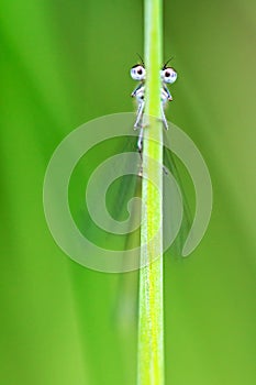 Grass halm with eyes