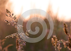 Grass halm in the sun