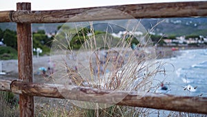 Grass halms behind a wooden fence near the beach