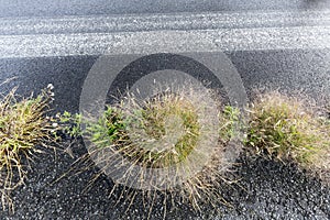 Grass hassock at the side of a street