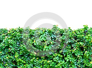 Grass hedge isolated on white background