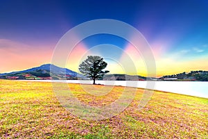 Grass hill and pine tree dawn with colorful rays light shine into sky