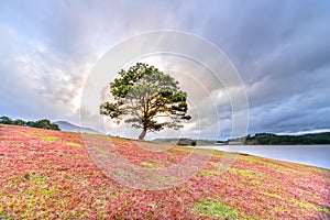 Grass hill and pine tree dawn with colorful rays light shine into sky