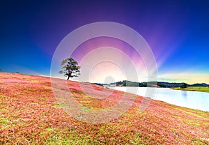 Grass hill and pine tree dawn with colorful rays light shine into sky