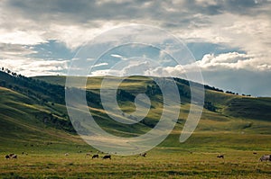 Grass hills covered with trees in steppe under spectacular clouds sky during sunset.