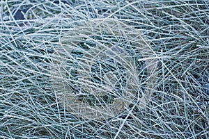 Grass in hoarfrost
