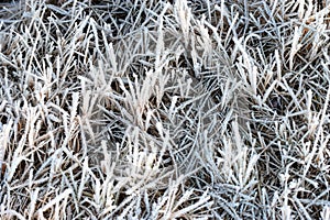 Grass with hoarfrost.