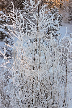 Grass in hoarfrost