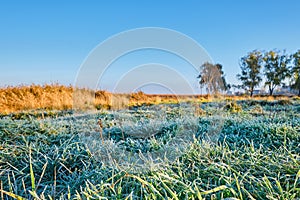 Grass in hoarfrost, autumn dawn, close-up selective focus. First autumn early frosts, bright blue sky. Autumn landscape