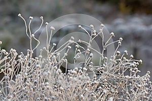 Grass in hoarfrost in foreground