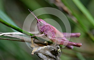 Grass hopper