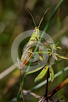 Grass hopper