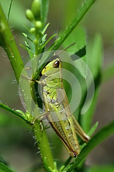 Grass hopper