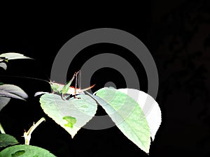Grass hopper captured at night time on Rose tree green life
