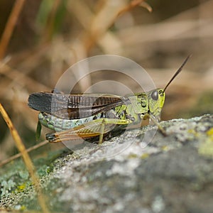 Grass Hopper Close Up Macro