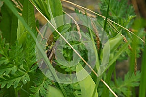 Grass Hopper Close Up Macro