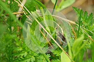 Grass Hopper Close Up Macro