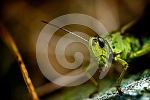 Grass Hopper Close Up Macro