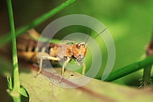 Grass Hopper Close Up Macro