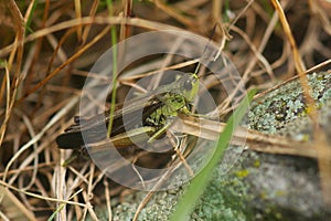 Grass Hopper Close Up Macro